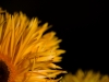 weirdflower10625-1