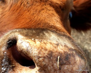 03-03-09-moo-cows-004